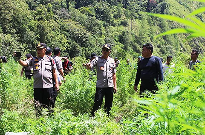Kapolda Aceh Kunker ke Gayo Lues dan Pemusnahan Ladang Ganja