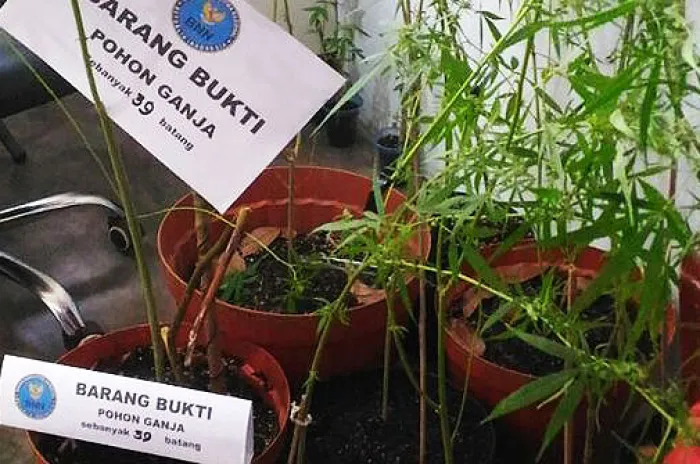 BNN : Ganja Belum Bisa Dijadikan Obat Alternatif 