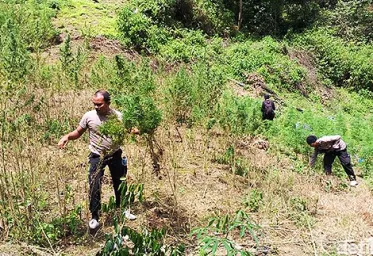 Polisi Temukan Ladang Ganja 5 Hetar di Mandailing Natal 