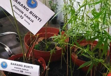 BNN  Ganja Belum Bisa Dijadikan Obat Alternatif 