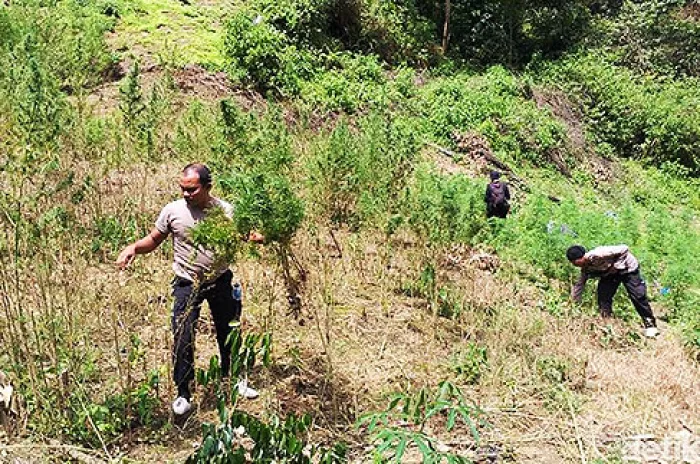 Polisi Temukan Ladang Ganja 5 Hetar di Mandailing Natal 