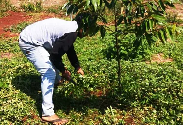 Kebun Buah Lantaburo Menjadi Investasi Yang Sangat Menarik