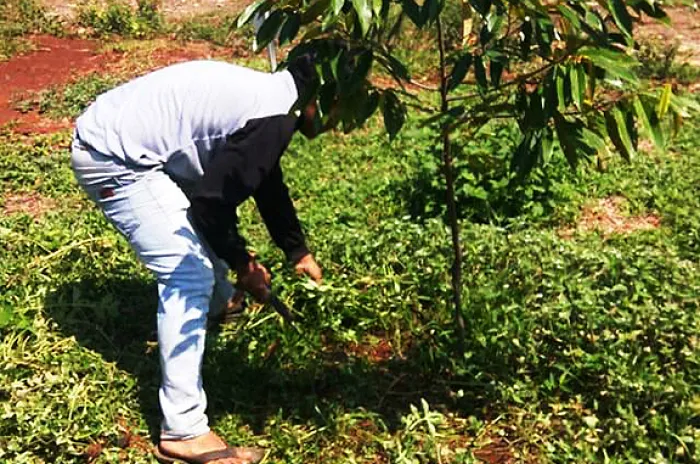 Kebun Buah Lantaburo Menjadi Investasi Yang Sangat Menarik.