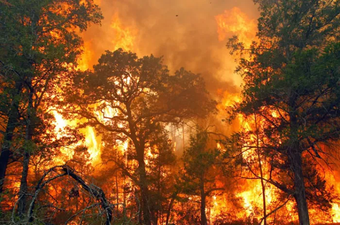 Kapolri Perintahkan Kabareskrim Tindak Tegas Pelaku Pembakaran Hutan