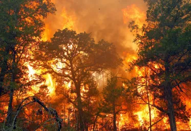 Kapolri Perintahkan KabareskrimTindak Tegas Pelaku Pembakaran Hutan