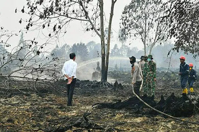 230 Orang dan 5 Korporasi Terjerat Hukum Kasus Karhutla