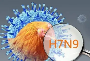 Wabah Flu Burung Serang Israel Akibatkan 2000 Burung Mati Kemungkinan Menular Ke Manusia
