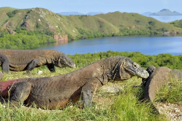 Polda Kirim Personel Tambahan ke Labuan Bajo Untuk Amankan Jalannya Aksi Protes Kenaikan Tarif Wisata Komodo  
