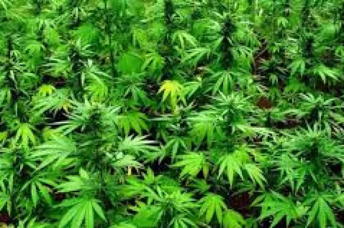 Bareskrim Temukan 25 Hektare Ladang Ganja Milik Jaringan Aceh-Jakarta  