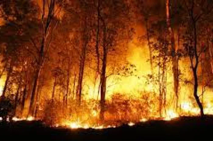 Perusahaan Sawit  Tetap Didenda Rp 342 M, Terkait Kebakaran Lahan di Kalteng