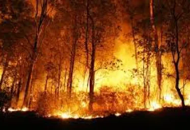 Perusahaan Sawit  Tetap Didenda Rp 342 M Terkait Kebakaran Lahan di Kalteng