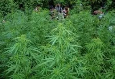Terkait Temuan Ganja di Bromo dan Semeru BB TNBTS Berikan Klarifikasi 