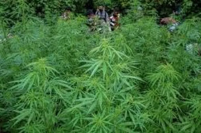 Terkait Temuan Ganja di Bromo dan Semeru, BB TNBTS Berikan Klarifikasi 