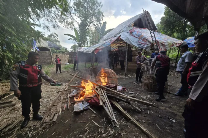Tindak Tegas Perjudian Polres Mojokerto Bongkar Arena Sabung Ayam