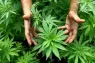 Polisi Temukan 25 Hektare Lahan Ganja di Aceh Bareskrim Sita 180 Ton BB 